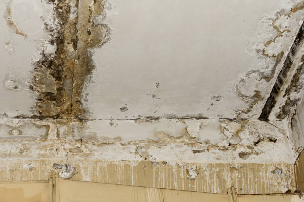 Mold Documentation for Insurance Claims in Durango, CO
