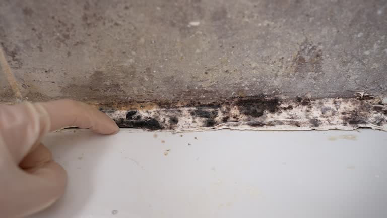Best Asbestos and Lead Testing During Mold Inspection  in Durango, CO